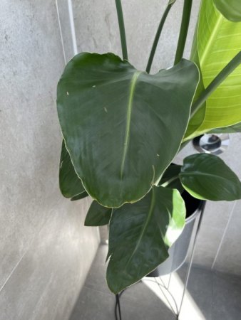 Strelitzie Risse und Braune spitzen