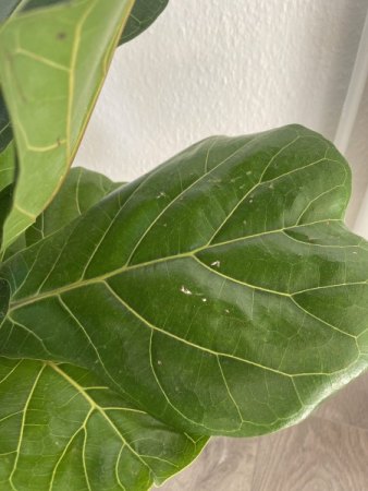 das sind die zwei neuen blätter mit löchern