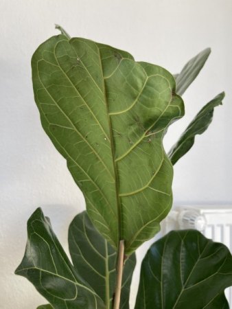 das sind die zwei neuen blätter mit löchern