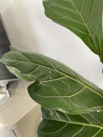 das sind die zwei neuen blätter mit löchern