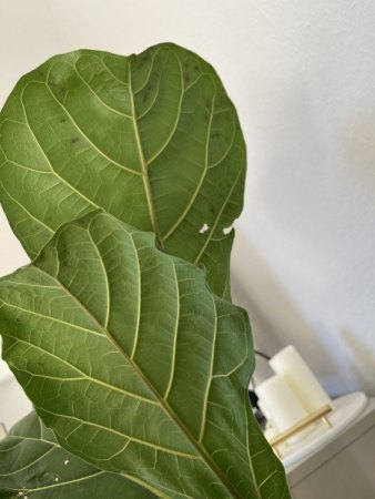 das sind die zwei neuen blätter mit löchern