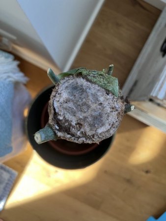 Glückskastanie nur Stamm vorhanden