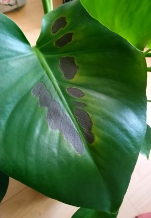 Monstera mit braunen Flecken
