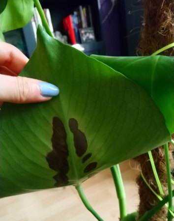 Monstera mit braunen Flecken