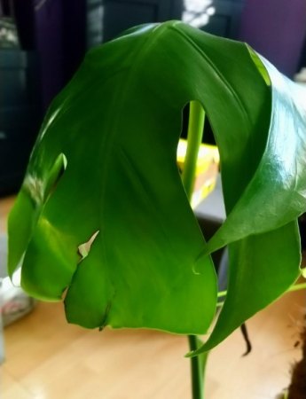 Monstera mit braunen Flecken