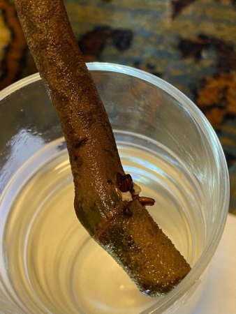 Pilz oder Vorbote von neuen Wasserwurzeln bei Philodendron Squamiferum?