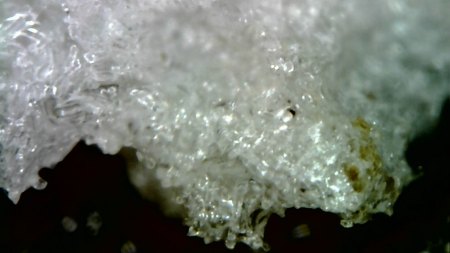 Pilz oder Vorbote von neuen Wasserwurzeln bei Philodendron Squamiferum?