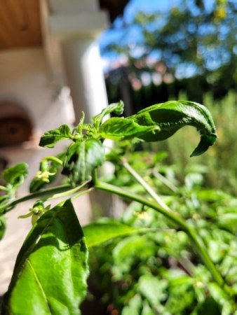 Was hat meine Chili