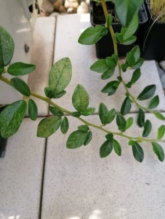 Sind das (keine) Spinnmilben?