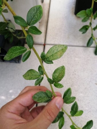 Sind das (keine) Spinnmilben?