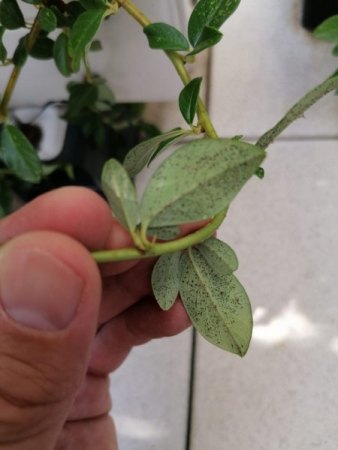 Sind das (keine) Spinnmilben?