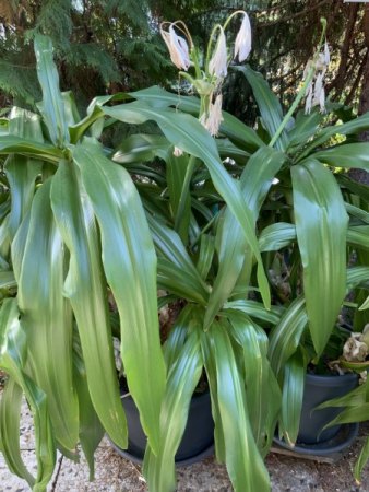 Wie heisst diese Pflanze - ist das eine Eucharis? - Crinum moorei - Busch-Hakenlilie