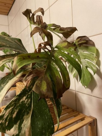 Monstera Variegata
