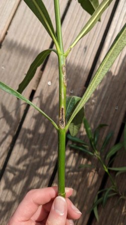 Oleander mit braunen Blättern und Oleanderkrebs