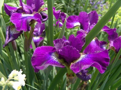 iris_sibirica_berlinpurplewine.jpg