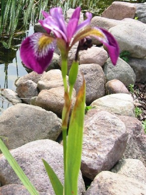 iris_versicolor_kermesina.jpg