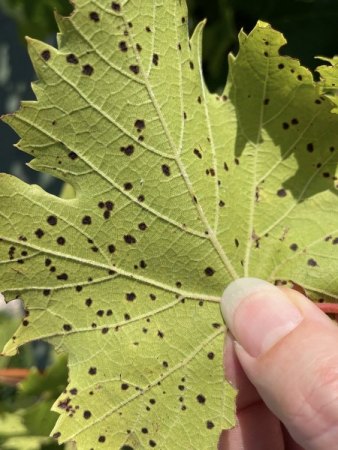 Wein mit schwarzen Punkten