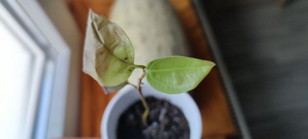 Ceylon Zimt Pflänzchen bekommt immer braune Blätter, die schnell absterben.