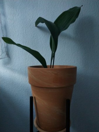 Schusterpalme richtig pflegen