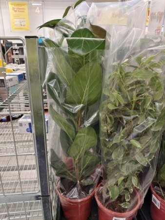 Ficus2