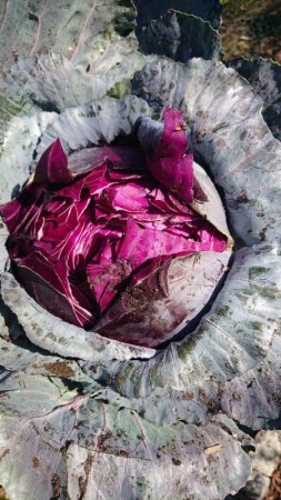 Wer frisst meinen Rotkohl?