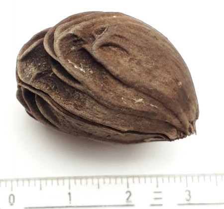 Palmenart anhand von Same und Keimling bestimmen