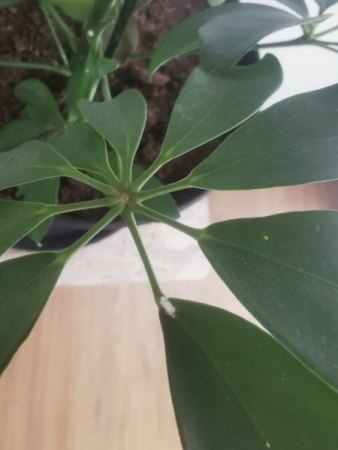 Weiße Flecken und Pilze..