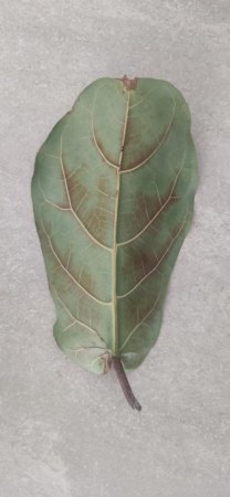 Erstes Blatt