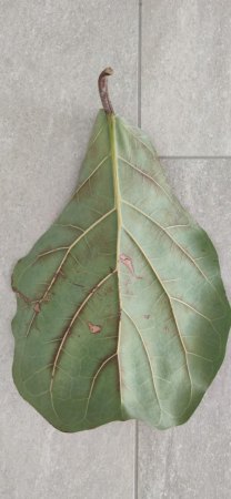 Erstes Blatt