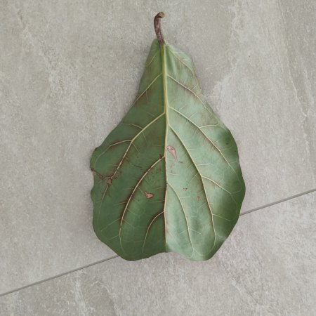 Zweites Blatt