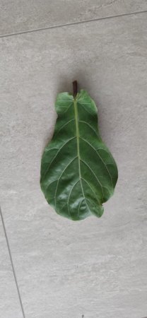 Letztes Blatt