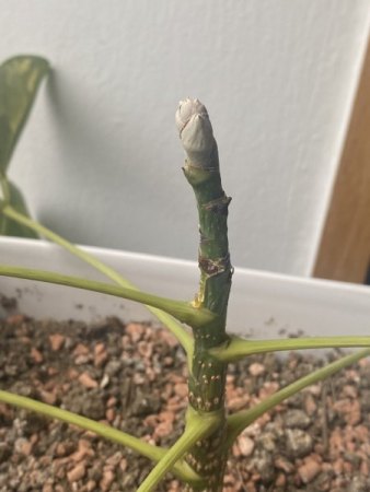 Schefflera Triebspitze weiß/grau, Blätter werden blaß