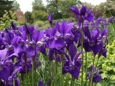 iris_sibirica_caesar2.jpg