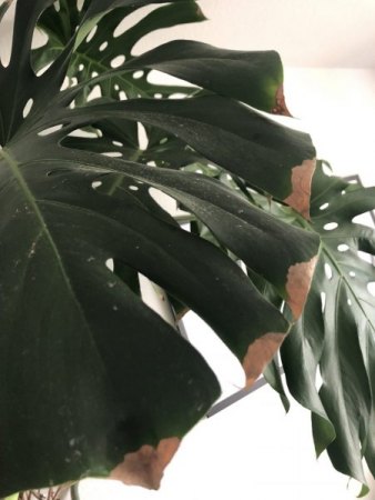 Riesen-Monstera wirkt langsam krank! :(