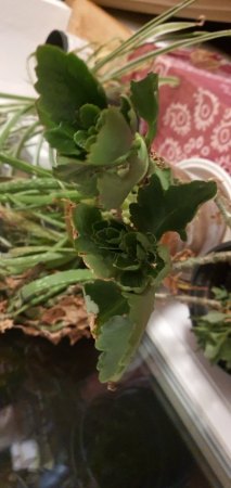 Unbekanntes Dickblattgewächs, eine Art Crassula?