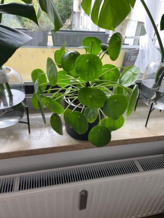 Pilea hat schwarze Flecken auf Blattunterseite