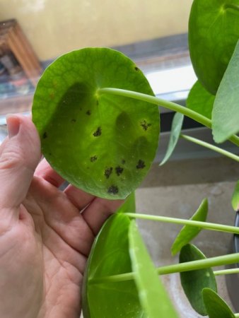Pilea hat schwarze Flecken auf Blattunterseite