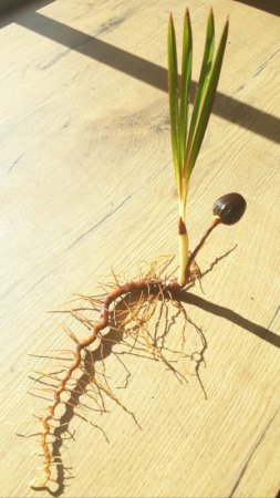 Palmenart anhand von Same und Keimling bestimmen