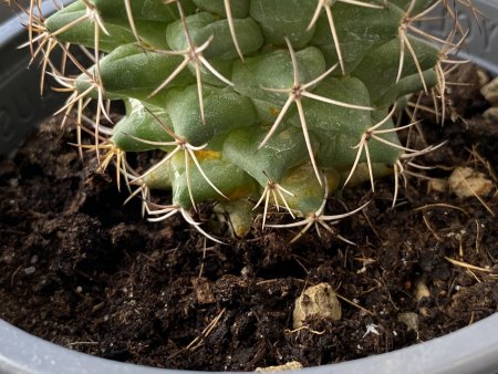 Kakteen kriegen gelbe Flecken
