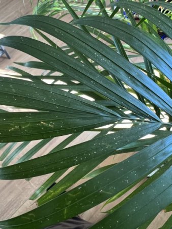 Areca Dypsis Krankheit oder Befall?