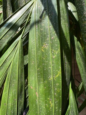 Areca Dypsis Krankheit oder Befall?