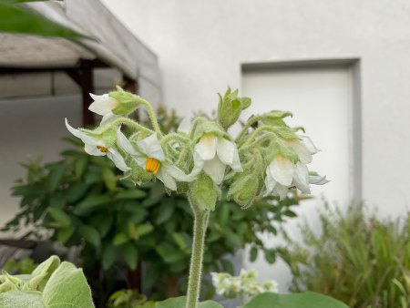 Ungeplanter Untermieter