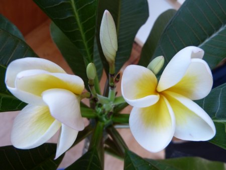 Frangipani - Tempelbaum - Plumeria V