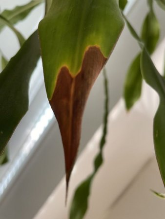 Zimmerpflanue krank?