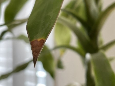 Zimmerpflanue krank?