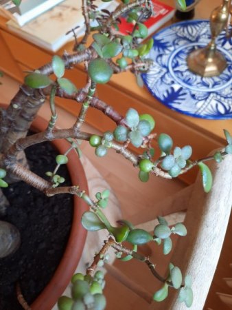 Alter Geldbaum mit mehreren Problemdiagnosen in Not
