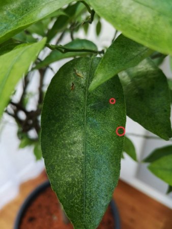 Mandarinenbaum hat ein Problem