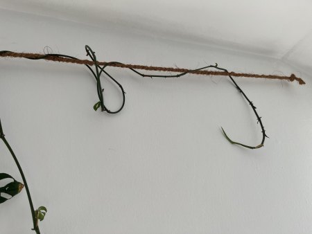 Ende eines der langen Ausleger ohne jegliche Blattbildung