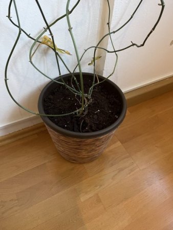 Monstera Acuminata bildet keine Blätter mehr, keine "Blättchen" sind Braun, Ausleger wachsen