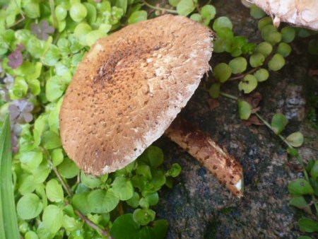 Wie heißt mein Pilz?
